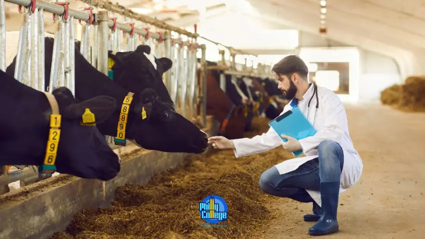 A person in a lab coat feeding cows in a barn